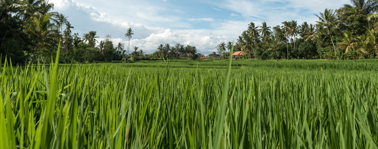 Desa2 Desa2